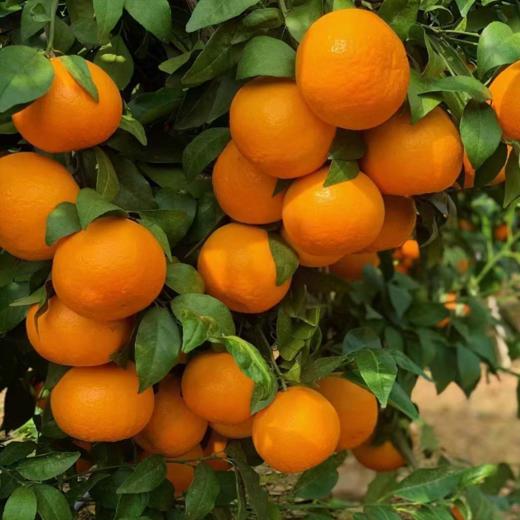 云南哀牢山沃柑礼盒装 【KM】大果（果径80以上果）（净重8.5市斤） 商品图2