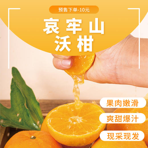 云南哀牢山沃柑礼盒装 【KM】大果（果径80以上果）（净重8.5市斤） 商品图12