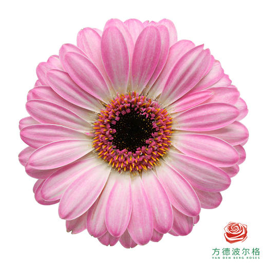 非洲菊 伊迪斯 XS 10枝一扎 商品图1