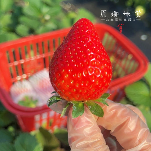 生态草莓（基地直发—顺丰空运）| 2斤装，来自河南汝州，生产者：曹云鹏【合作生产，公平贸易】 商品图4