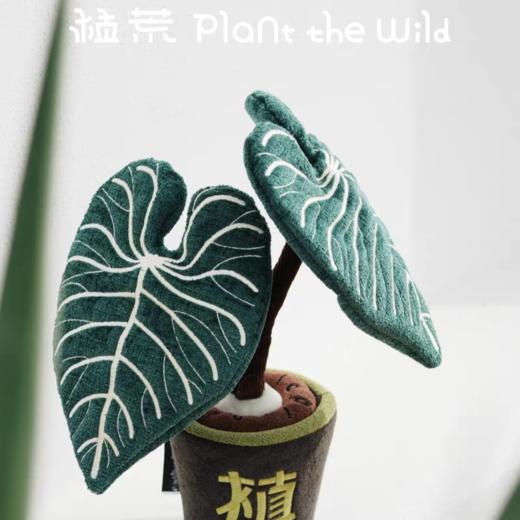 logaloga/B6005/帝王花烛盆栽 商品图1