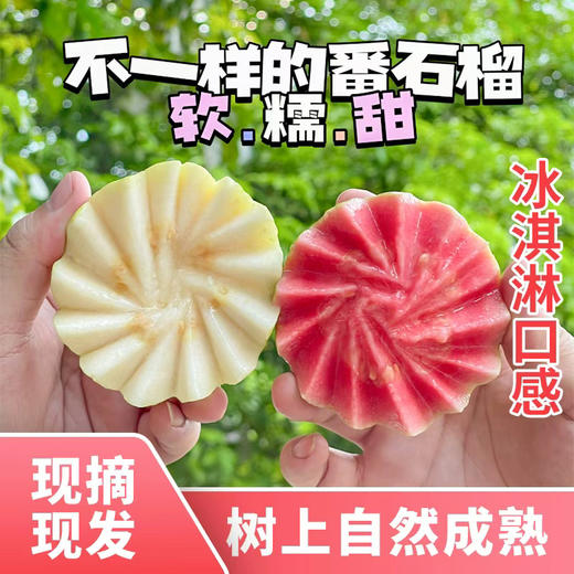 【直播同款】广东当季红白双拼芭乐3/4.5斤（单果约150g+）现摘整箱热带水果包邮 4月中旬下线 商品图0