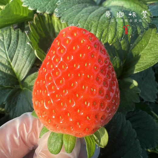 生态草莓（基地直发—顺丰空运）| 2斤装，来自河南汝州，生产者：曹云鹏【合作生产，公平贸易】 商品图10
