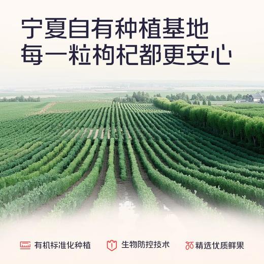 果小凡枸杞原浆 宁夏青海早红晚黑枸杞子鲜汁液 商品图4