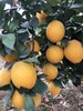 【赣南脐橙】大丰收，接力助农， 橙香馥郁，鲜嫩爆汁，补水补维C 商品缩略图3