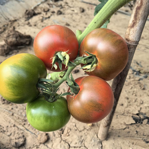 【京津冀包邮】蔬菜组合8-10斤左右，内含6-8种蔬菜，蔬菜种类随机，不可指定，介意者慎拍 商品图9