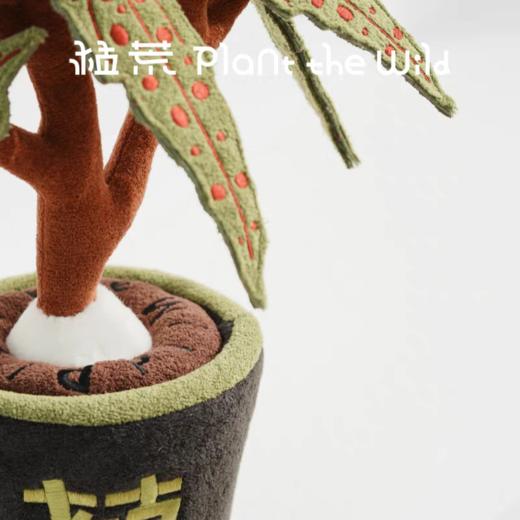 logaloga/B6004/细叶粉点秋海棠盆栽 商品图4