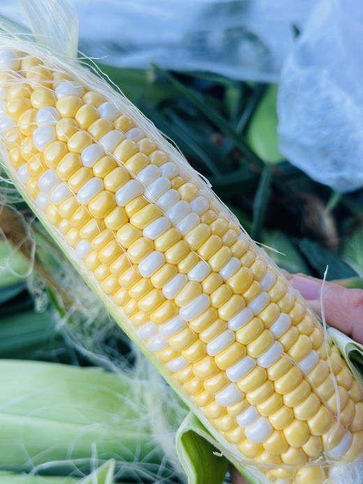 海南高海拔生长的冰糖水果玉米，果粒饱满清甜无渣，健康粗粮蒸煮烤皆可，生啃是客户最爱[偷笑]多汁爆浆不塞牙，单根280g起步，一组5根 商品图0