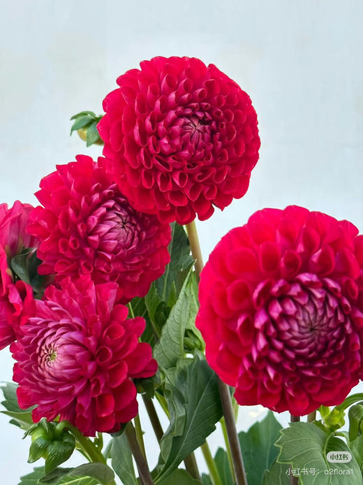 【新花派】大丽花~大红色  5枝/扎 商品图0