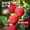 莓日素养有机覆盆子复合原浆!主打有机原料，100%原浆，健康营养满分，富含维生素C成分。独立小盒设计，随身携带超方便，健康生活get! 商品缩略图1