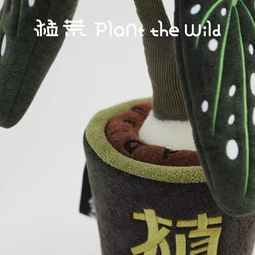 logaloga/B6003/鳟鱼海棠盆栽 商品图4