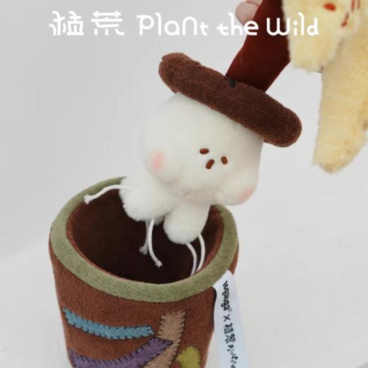 logaloga/B6010/五彩芋彩叶芋盆栽摆件 商品图1