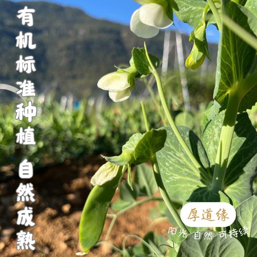 预售｜生态甜豌豆·厚道缘，预计元旦节后发货，现采现发，请耐心等待！ 商品图3