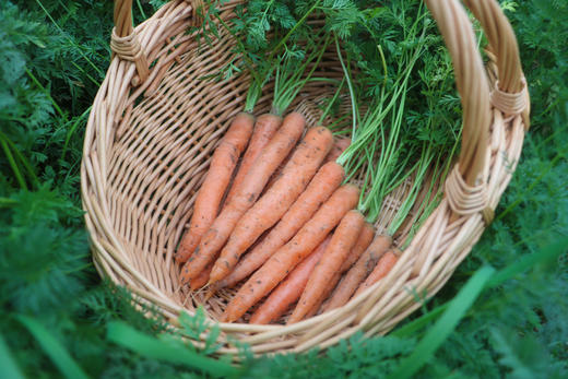 星辉时令蔬菜礼盒 商品图7