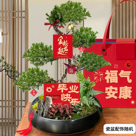 五层塔松盆栽青松绿植松树盆景室内植物开业乔迁生日礼物 商品图0