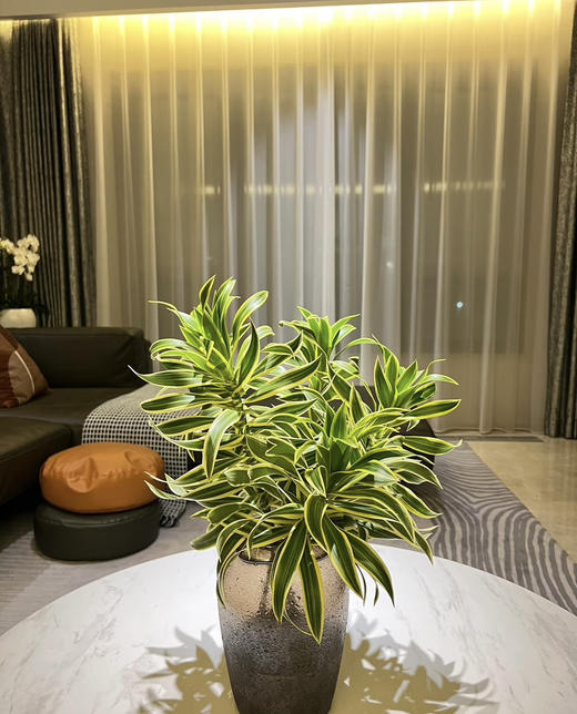 【特惠装】金边百合竹 5枝/扎 商品图1