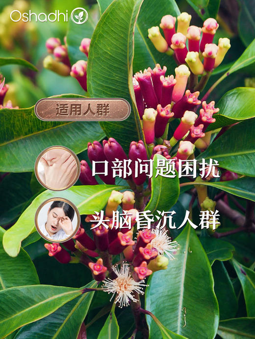 德国O家丁香精油 丁香花苞精油 稀释做精华油按摩油 商品图1