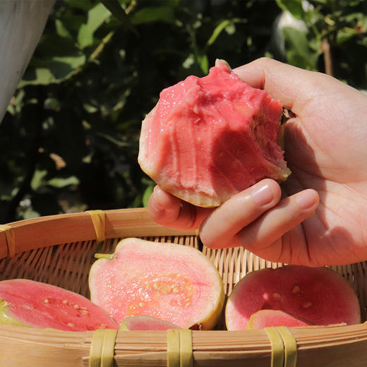 【美味水果丨广西奶油芭乐4.7-5斤中果/大果彩箱装】山地自然熟成，咬一口软糯绵密，馥郁香甜果味清新~（备注：收到后立即开箱,拿出果子,放通风干爽阴凉地，详看详情页介绍和须知！）每箱赠送5小包酸梅粉！ 商品图11