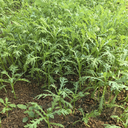 【京津冀包邮】蔬菜组合8-10斤左右，内含6-8种蔬菜，蔬菜种类随机，不可指定，介意者慎拍 商品图5
