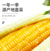 【YC】  新鲜甜糯玉米棒 粘苞米穗  非转基因 商品缩略图1