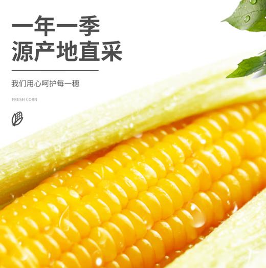 【YC】  新鲜甜糯玉米棒 粘苞米穗  非转基因 商品图1