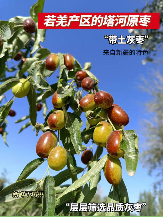 【若羌皮山双产区灰枣 】买4斤送1斤、买7斤送2斤！天山雪水灌溉  自然挂干不催熟 肉厚皮薄核小口感甜 孕妇 小孩 也能放心吃 商品图3