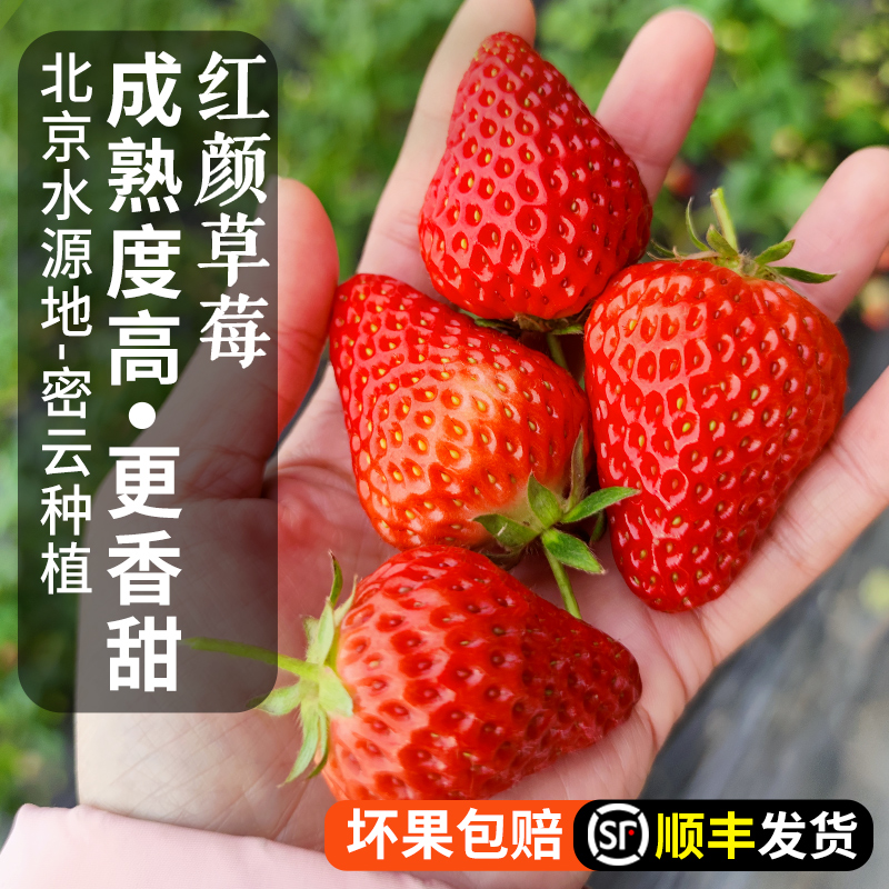 北京本地新鲜红颜草莓 自然熟 成熟度高 香味浓郁甜 奶油草莓 当季时令水果