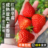  北京本地新鲜红颜草莓 自然熟 成熟度高 香味浓郁甜 奶油草莓 当季时令水果 礼盒装 商品缩略图0