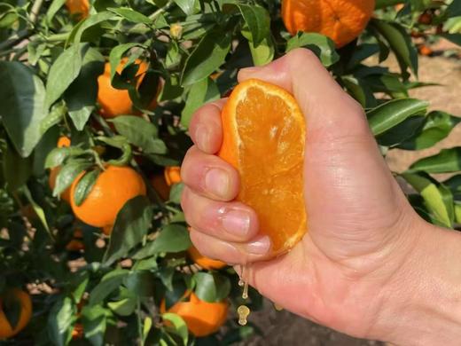 云南哀牢山沃柑礼盒装 【KM】大果（果径80以上果）（净重8.5市斤） 商品图5