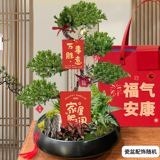五层塔松盆栽青松绿植松树盆景室内植物开业乔迁生日礼物 商品图3