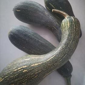 【SF】新鲜老北瓜  含水量高 热量低 饱腹感强 富含膳食纤维