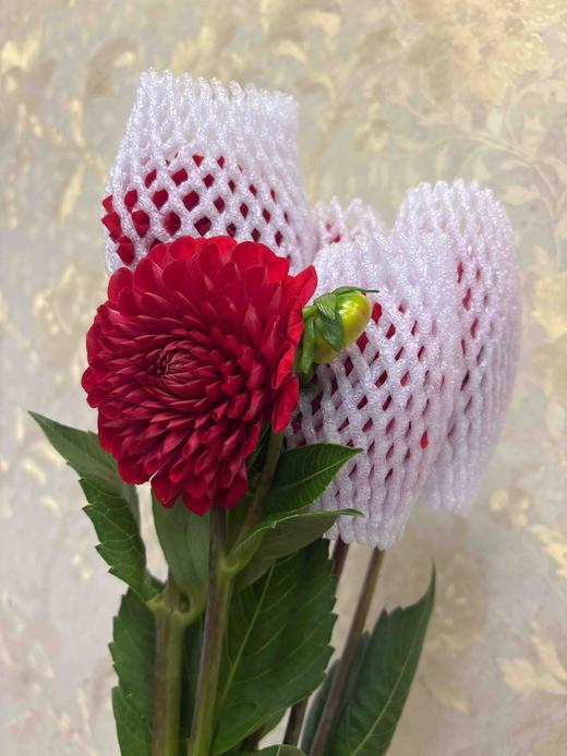 【新花派】大丽花~大红色  5枝/扎 商品图2