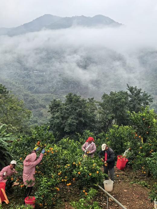 云南哀牢山沃柑礼盒装 【KM】大果（果径80以上果）（净重8.5市斤） 商品图6