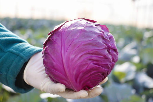 星辉时令蔬菜礼盒 商品图6