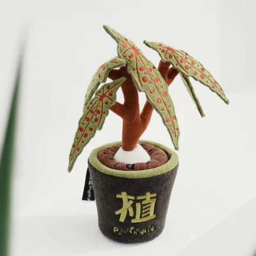 logaloga/B6004/细叶粉点秋海棠盆栽 商品图3