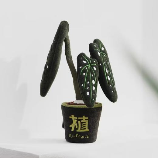 logaloga/B6003/鳟鱼海棠盆栽 商品图1