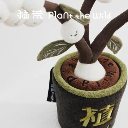 logaloga/B6013/毛核木盆栽摆件 商品图1