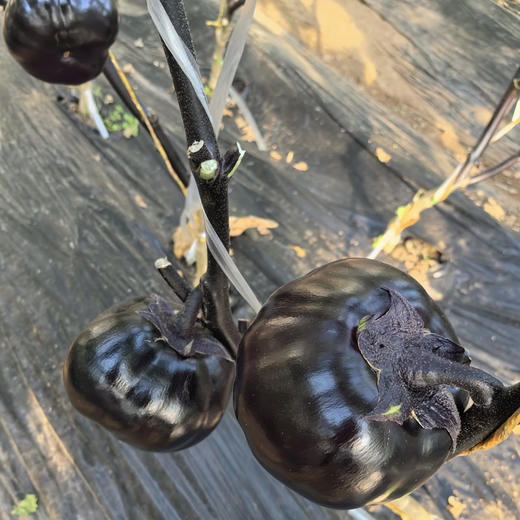 【京津冀包邮】蔬菜组合8-10斤左右，内含6-8种蔬菜，蔬菜种类随机，不可指定，介意者慎拍 商品图14