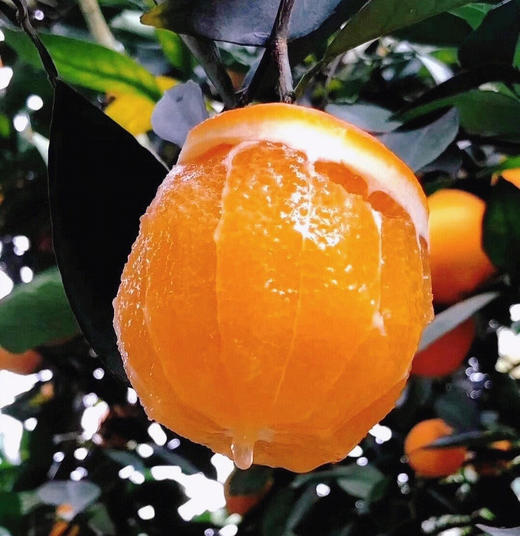 【赣南脐橙】大丰收，接力助农， 橙香馥郁，鲜嫩爆汁，补水补维C 商品图1