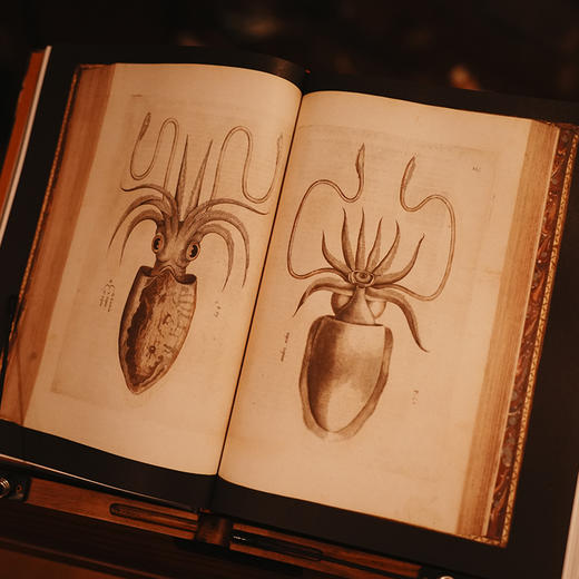 大英图书馆动物图像志：约80份珍贵档案大公开，4大主题，近100个神奇物种，堪称世界版《山海经》 自然 博物 动物史 商品图2