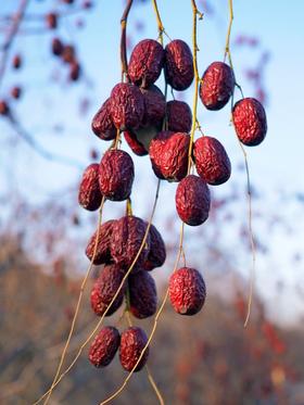 【若羌皮山双产区灰枣 】买4斤送1斤、买7斤送2斤！天山雪水灌溉  自然挂干不催熟 肉厚皮薄核小口感甜 孕妇 小孩 也能放心吃