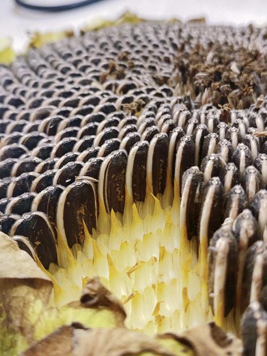 心礼.瓜子 商品图1