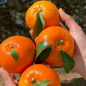 云南哀牢山沃柑礼盒装 【KM】大果（果径80以上果）（净重8.5市斤）