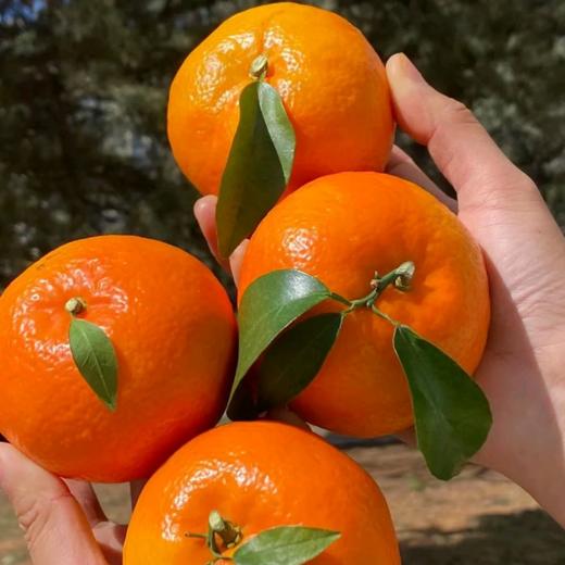 云南哀牢山沃柑礼盒装 【KM】大果（果径80以上果）（净重8.5市斤） 商品图0