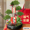 五层塔松盆栽青松绿植松树盆景室内植物开业乔迁生日礼物 商品缩略图1