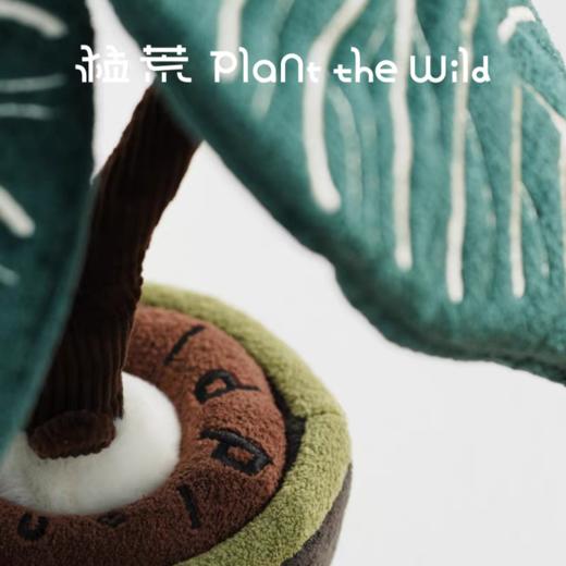 logaloga/B6005/帝王花烛盆栽 商品图4