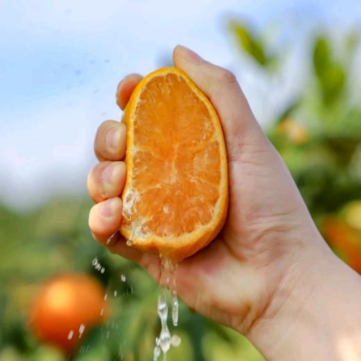 云南哀牢山沃柑礼盒装 【KM】大果（果径80以上果）（净重8.5市斤） 商品图13