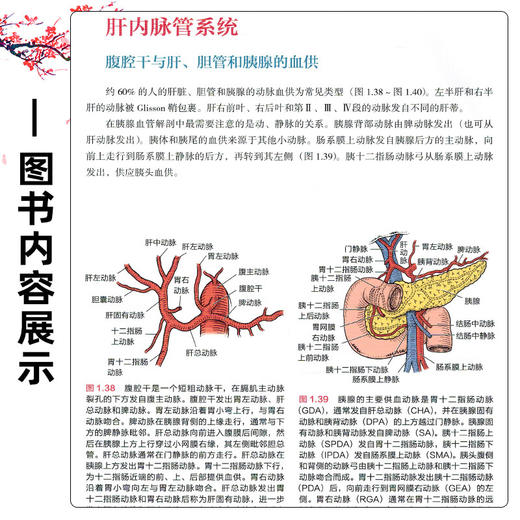 Blumgart视频图集 肝胆胰手术技巧第2二版 曾永毅 本手术视频图谱详细描述了肝脏 胆管和胰腺方面的手术技术等 辽宁科学技术出版社 商品图4