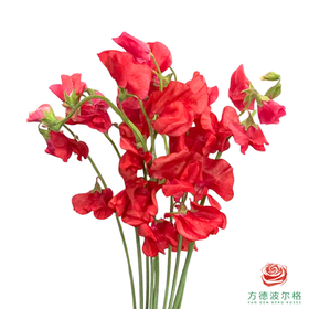豌豆花 红色