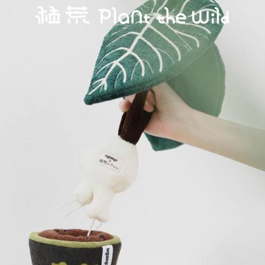 logaloga/B6005/帝王花烛盆栽 商品图3